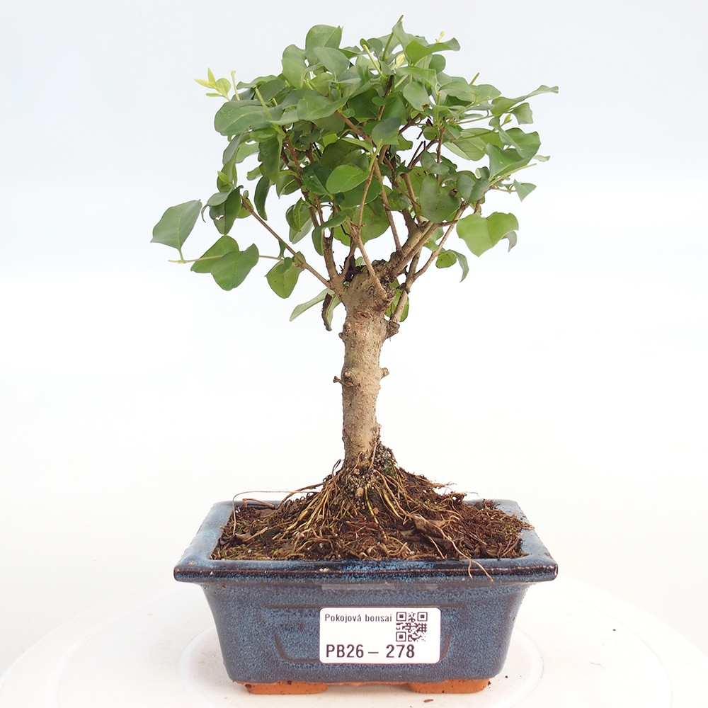 Zimmer Bonsai -Ligustrum chinensis - Vogelschnabel
