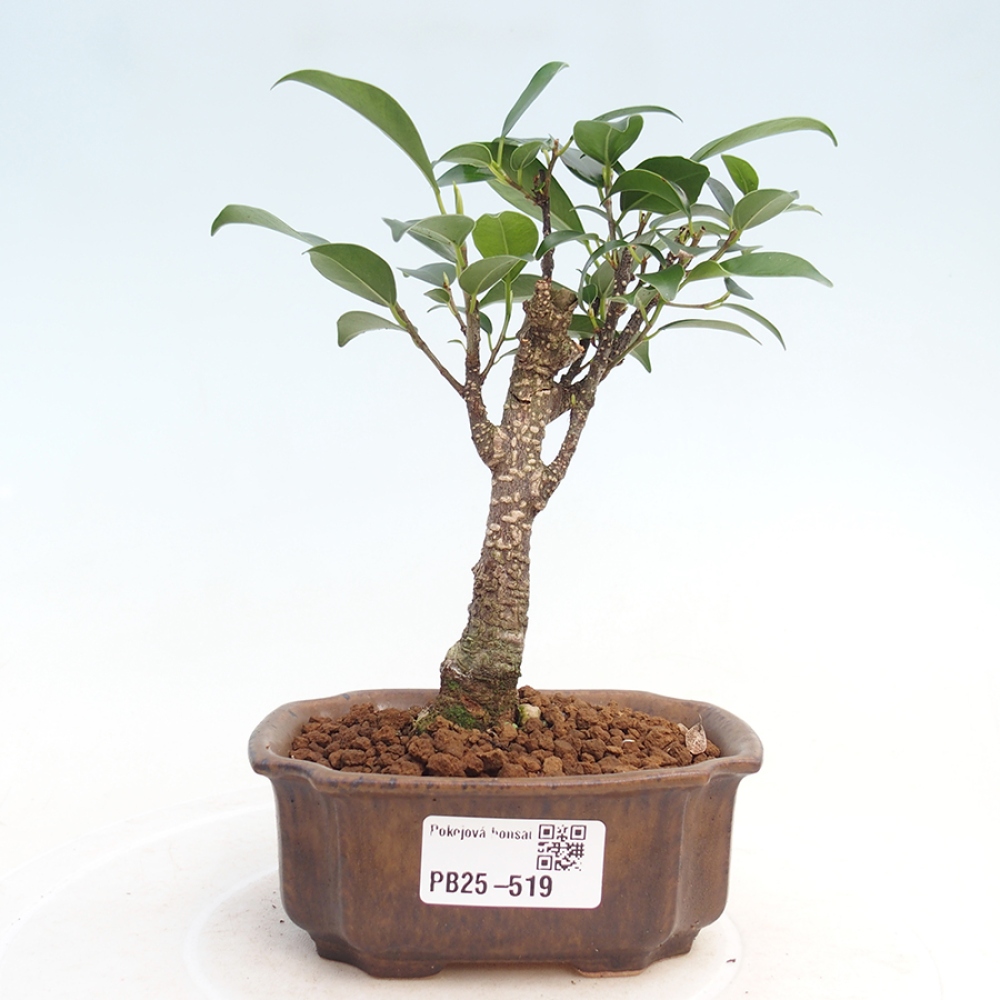 Zimmerbonsai - Kleinblättriger Ficus - Ficus kimmen