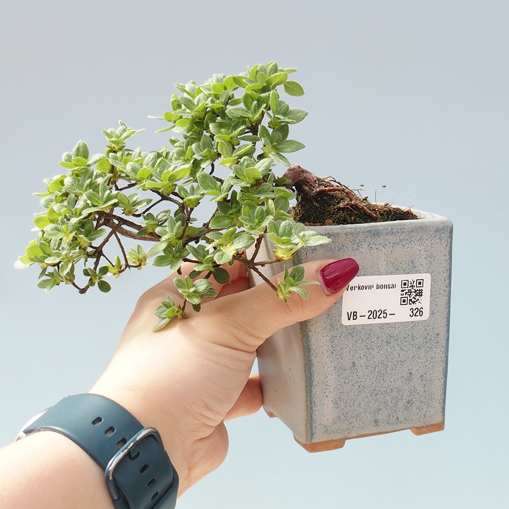 Outdoor-Bonsai - Rododendron indicum - Japanische Azalee