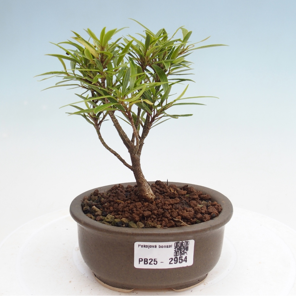 Zimmerbonsai - Ficus nerifolia - kleinblättriger Ficus