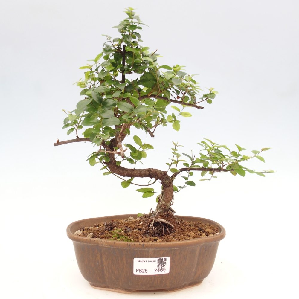 Zimmerbonsai - Sagerécie thea - Sagerécie thea
