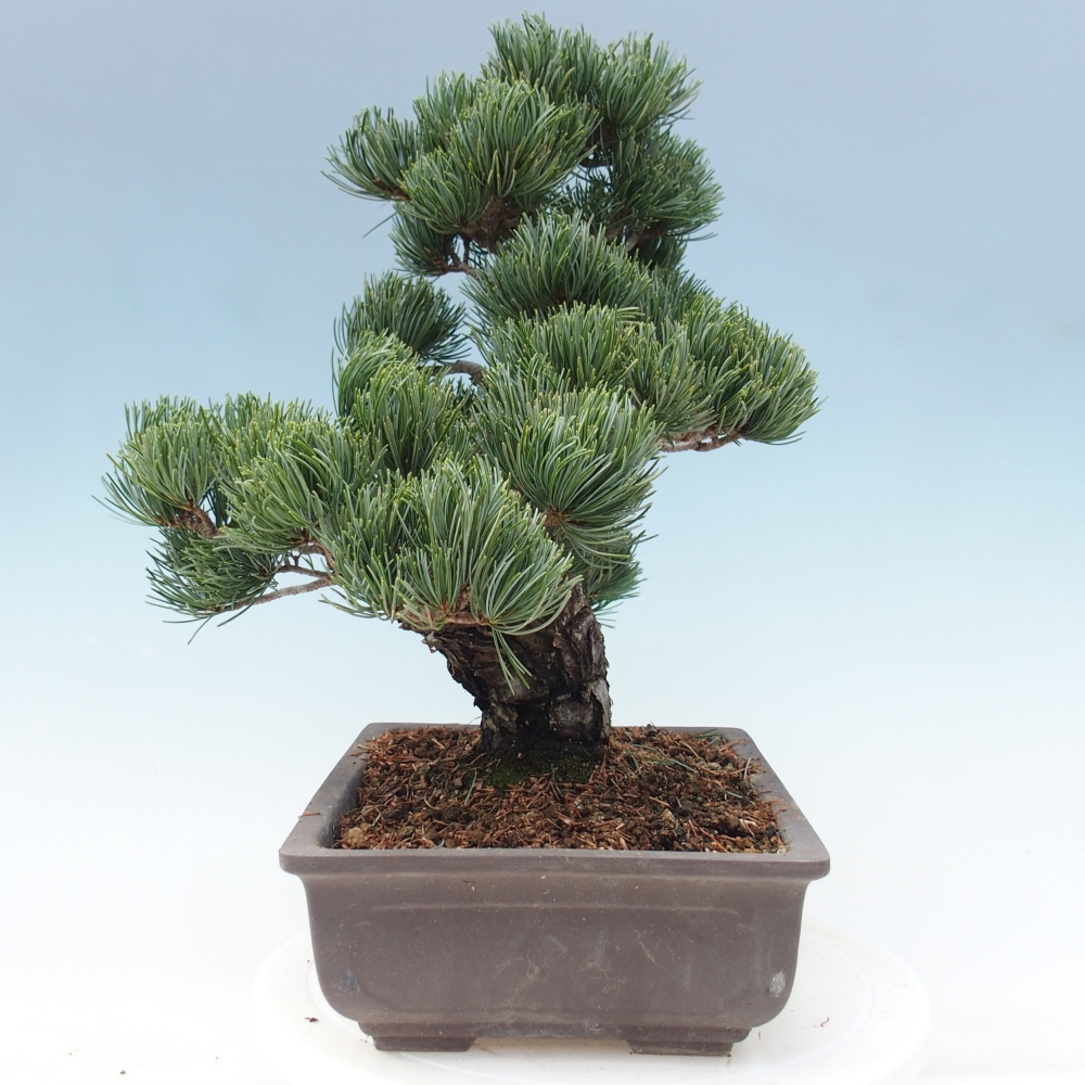Bonsai im Freien - Pinus parviflora - kleine Kiefer