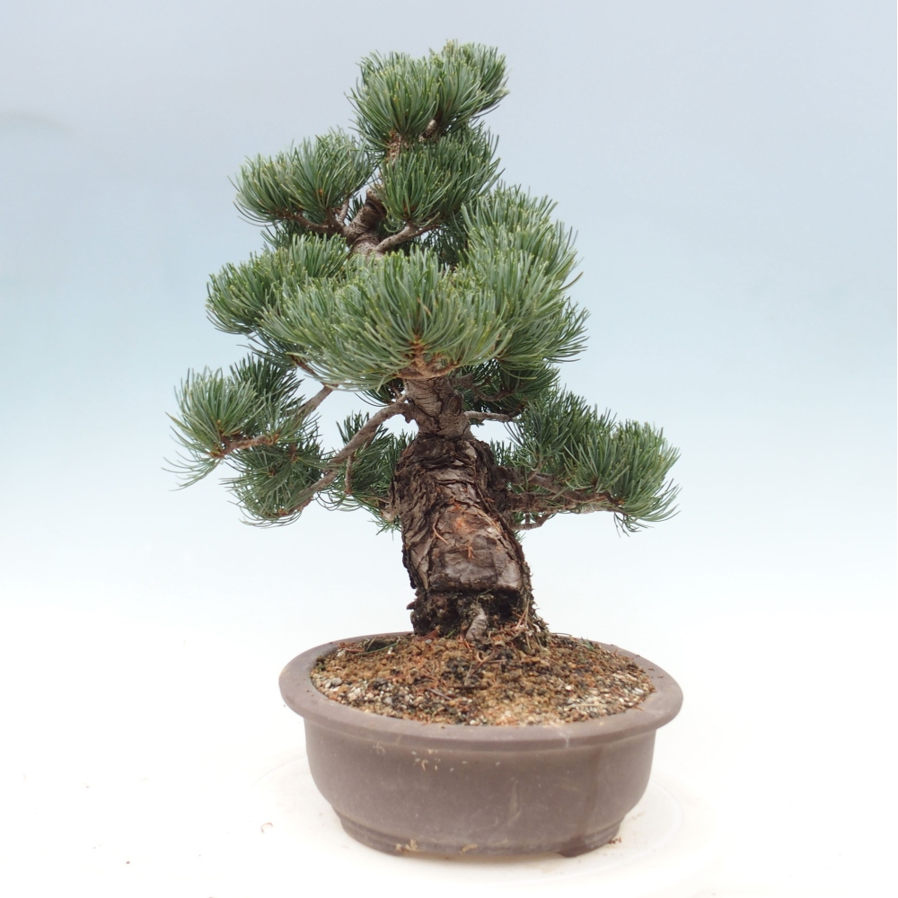 Bonsai im Freien - Pinus parviflora - kleine Kiefer