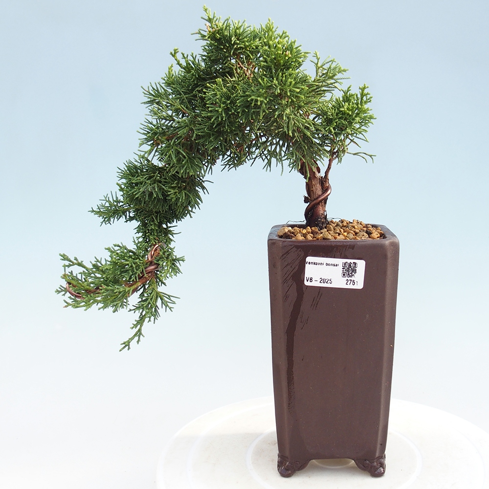 Bonsai im Freien - Juniperus chinensis Kishu - Chinesischer Wacholder