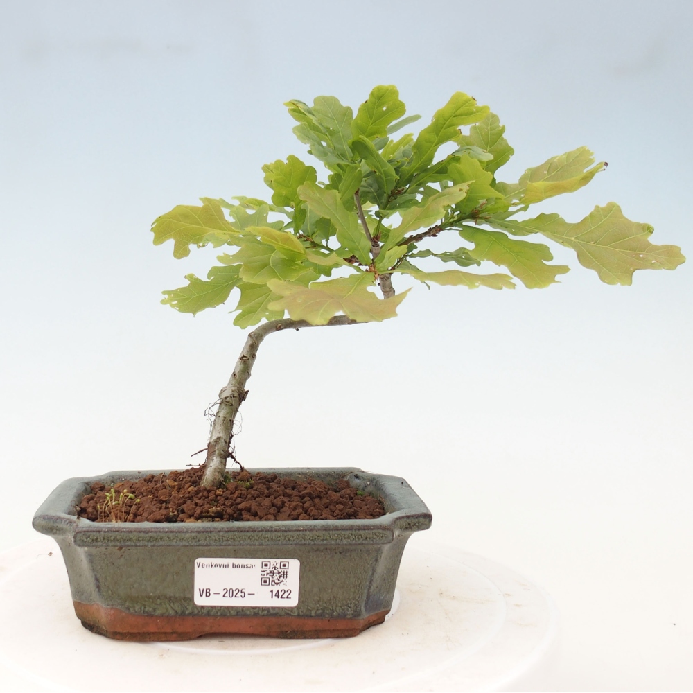 Outdoor-Bonsai - Quercus robur - Eiche
