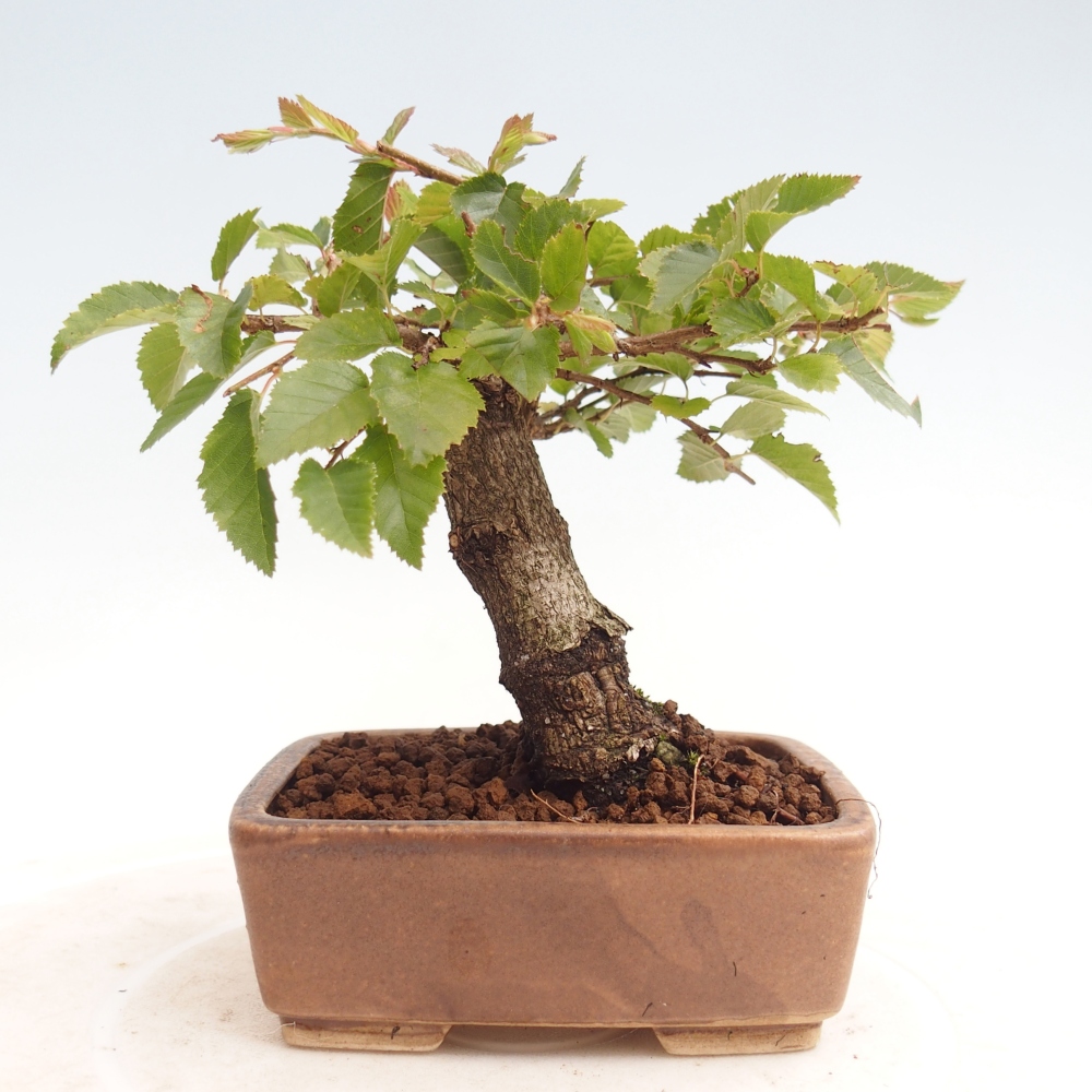 Outdoor-Bonsai -Carpinus CARPINOIDES - Koreanisch Hainbuche