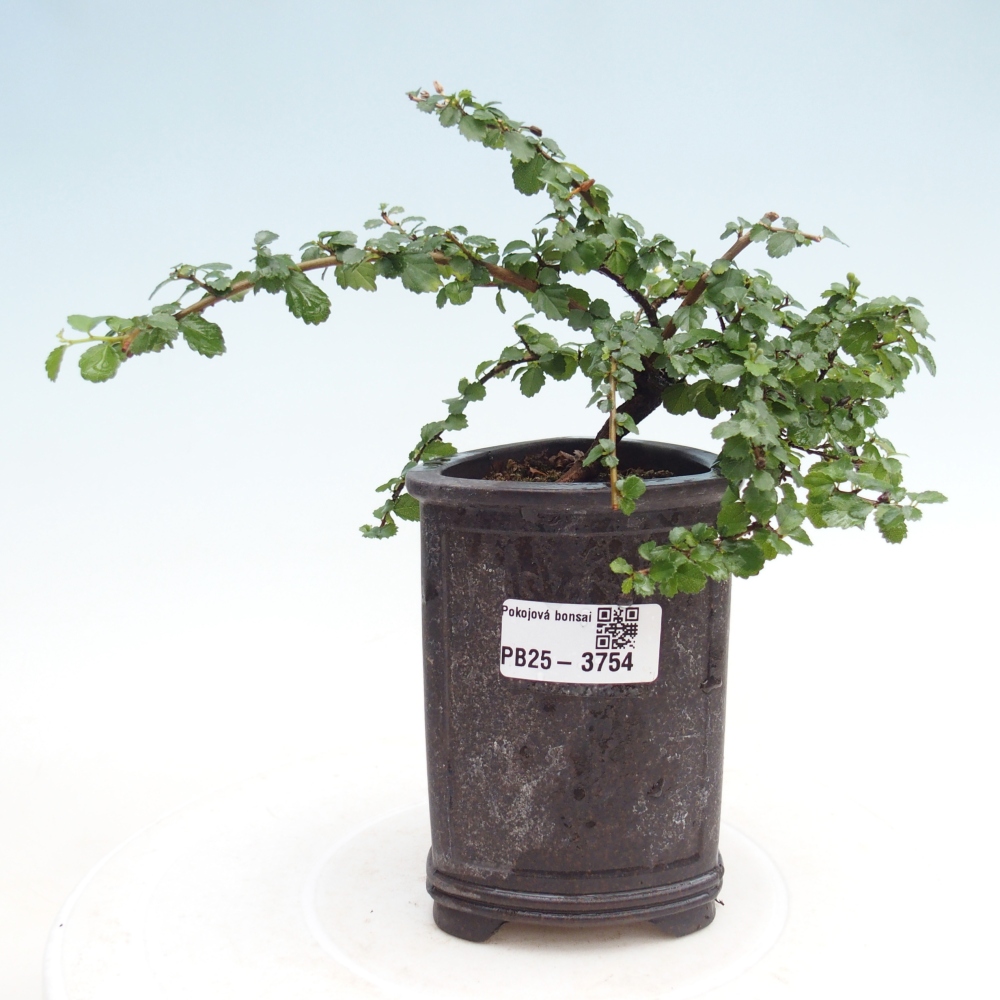 Zimmerbonsai - Grewia sp. - Grewia malafolia