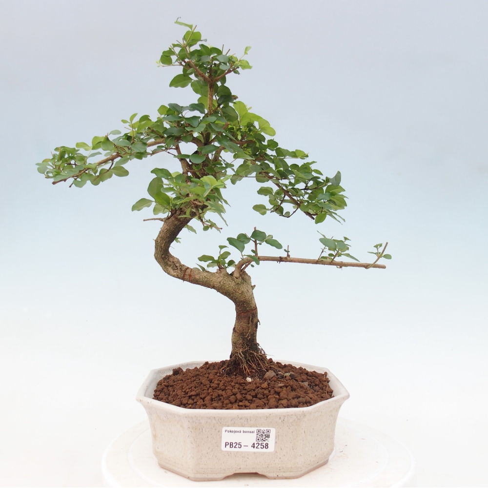 Zimmer Bonsai -Ligustrum chinensis - Vogelschnabel