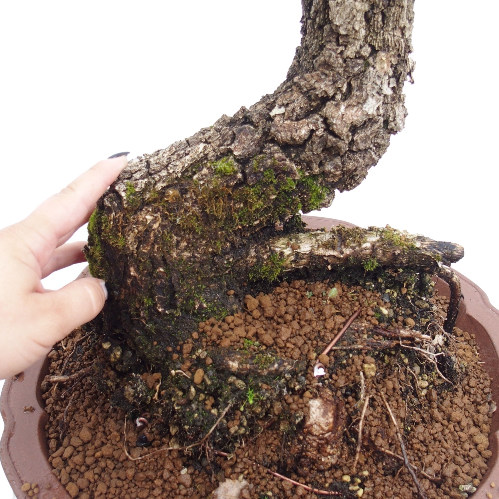 Yamadori - Quercus Ilex - Steineiche