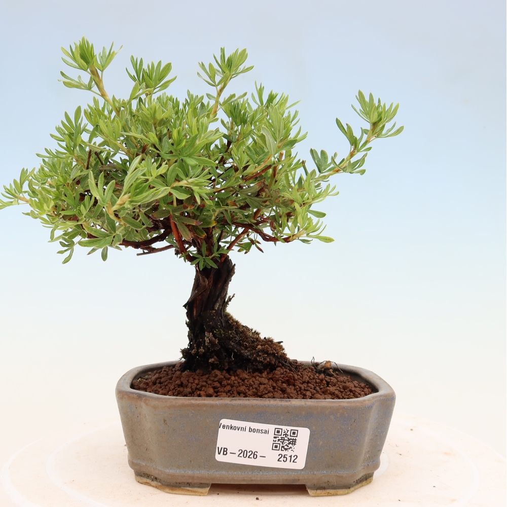 Bonsai für draußen - Potentila fruticosa