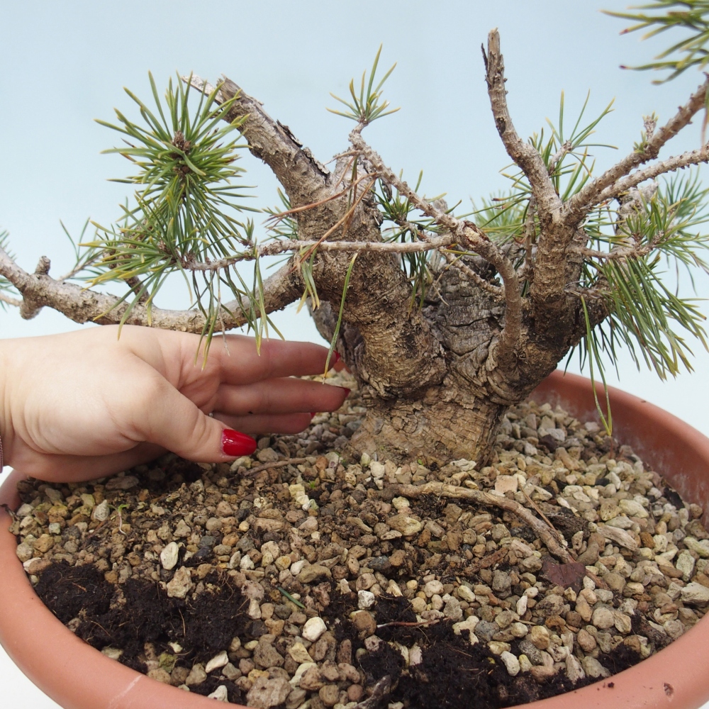 Yamadori - Pinus sylvestris Spanien