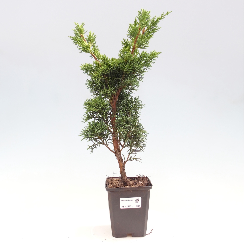 Outdoor-Bonsai - Juniperus chinensis Kishu - Chinesischer Wacholder