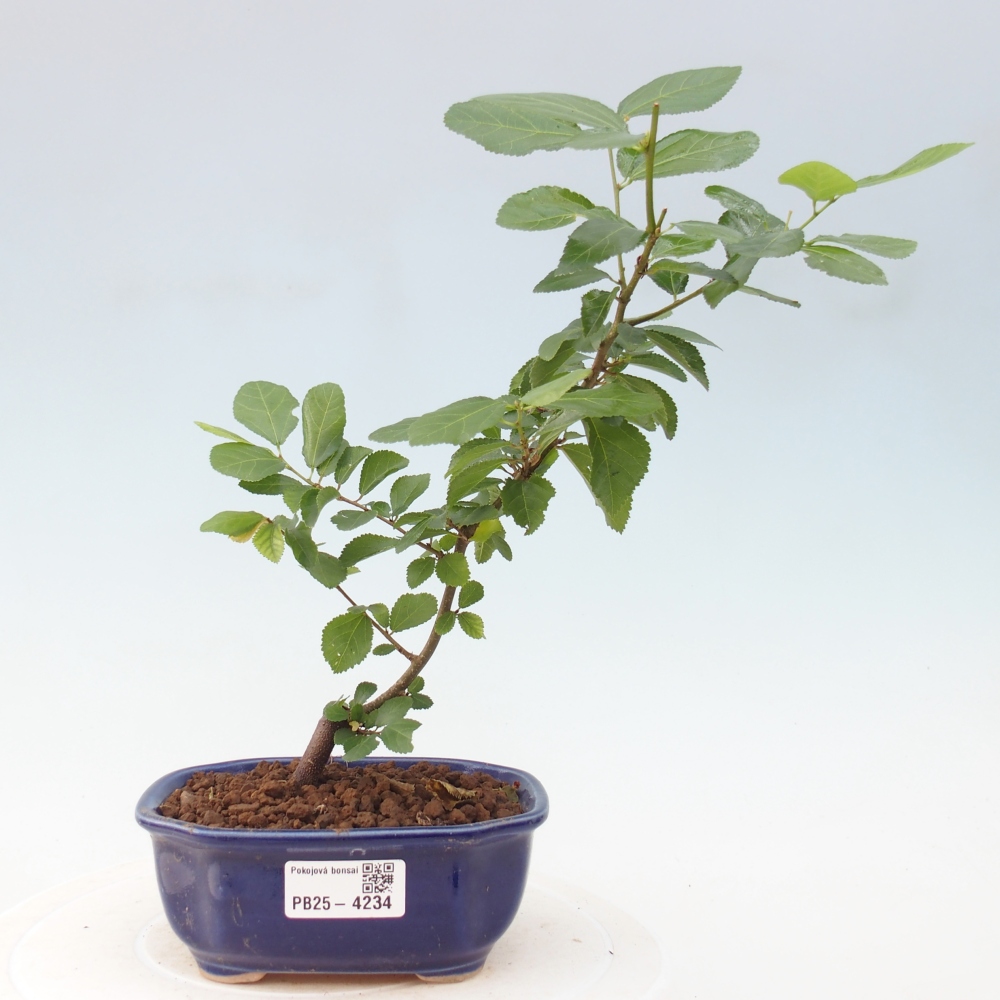 Zimmerbonsai - Grewia occidentalis - Lavendel Seestern