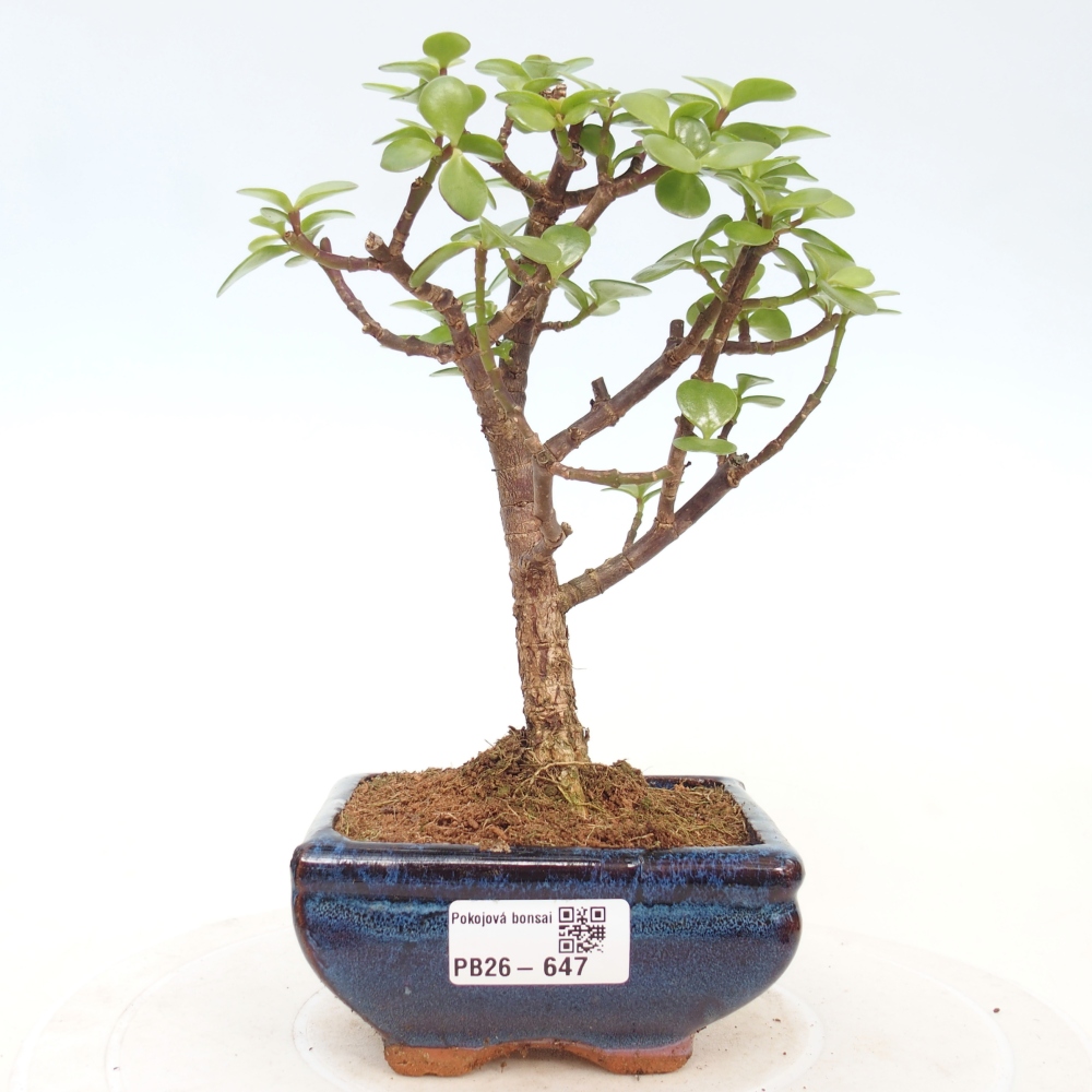 Zimmer Bonsai - Portulakaria Afra - Tlustice