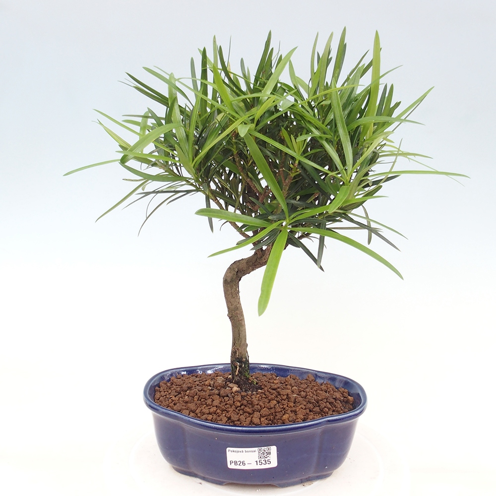 Zimmerbonsai - Podocarpus - Stein-Eibe
