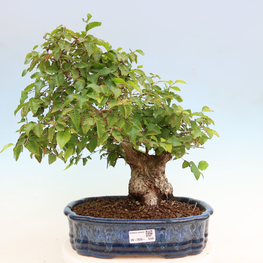 Bonsai für draußen - Karpinus Coreana - Koreanische Hainbuche
