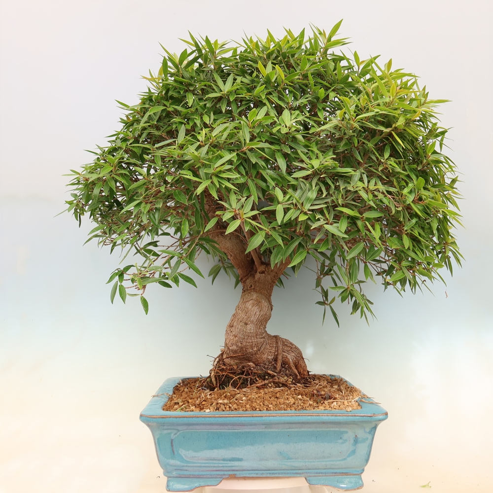 Zimmerbonsai - Ficus nerifolia - Kleinblättriger Ficus