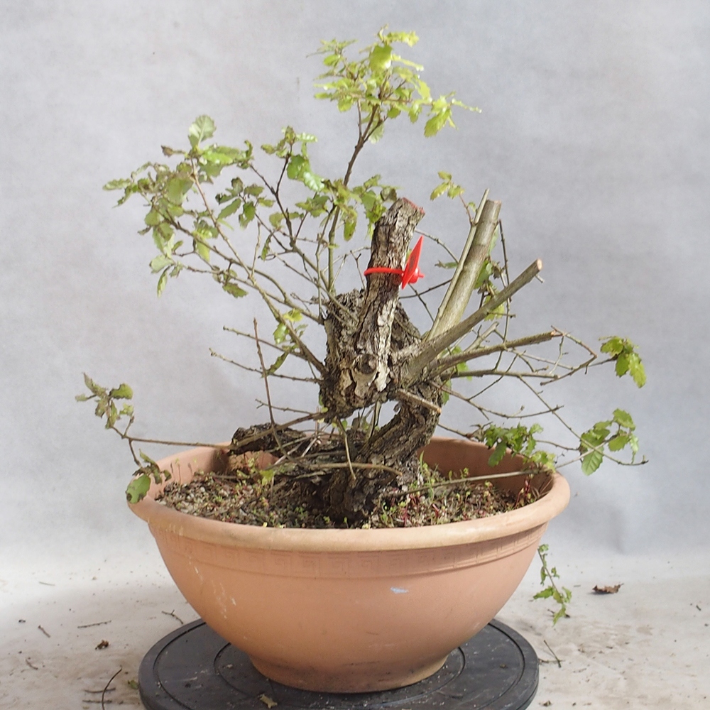 Freilandbonsai Quercus Cerris - Eiche Cer