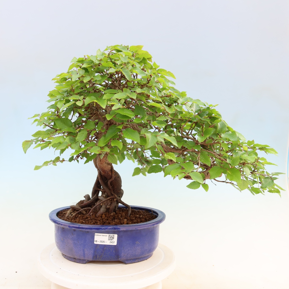 Bonsai für draußen - Karpinus Coreana - Koreanische Hainbuche