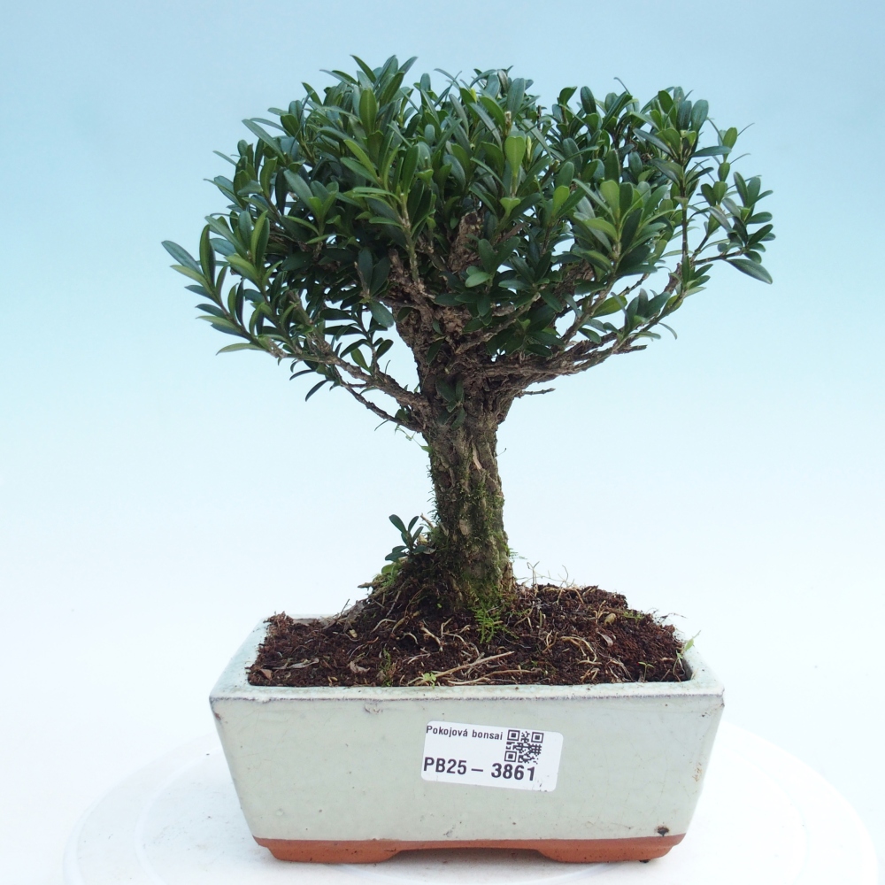 Zimmer Bonsai - Buxus harlandii - Korkbuxus