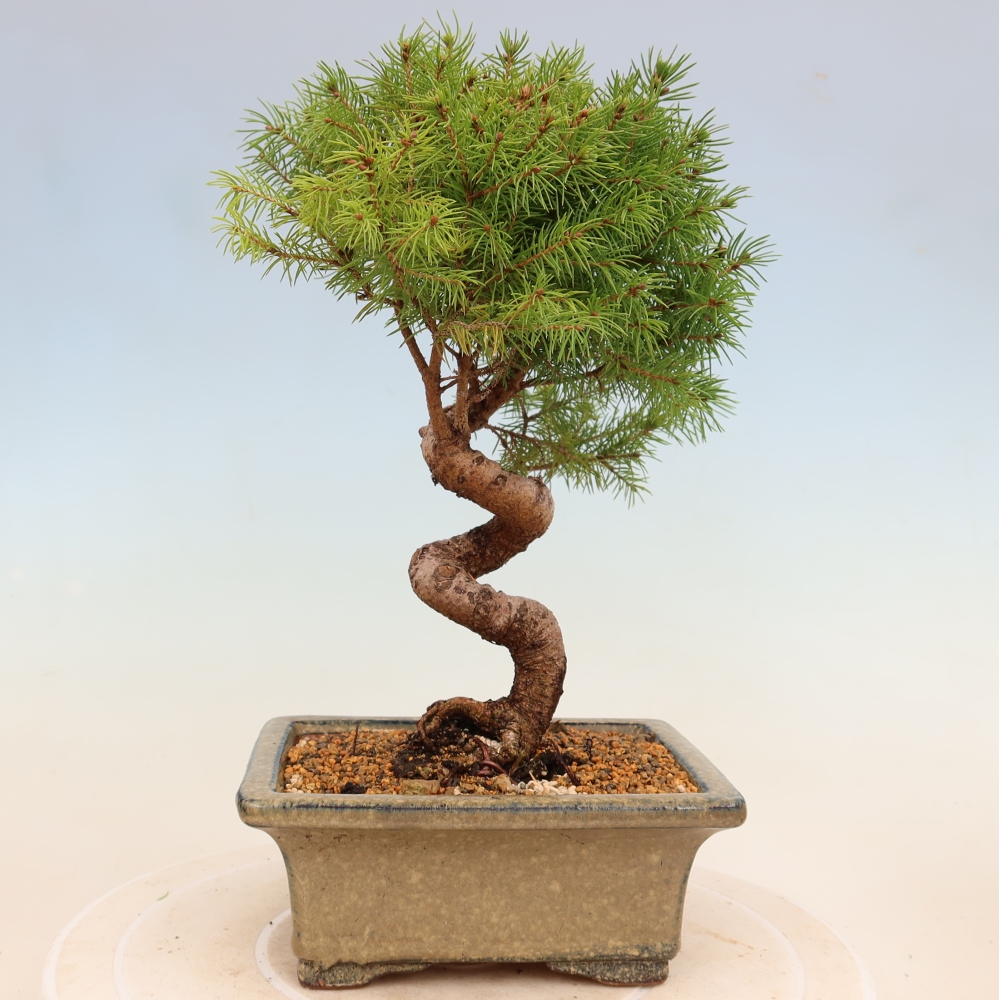 Bonsai für draußen - Fichte - Picea glauca globe