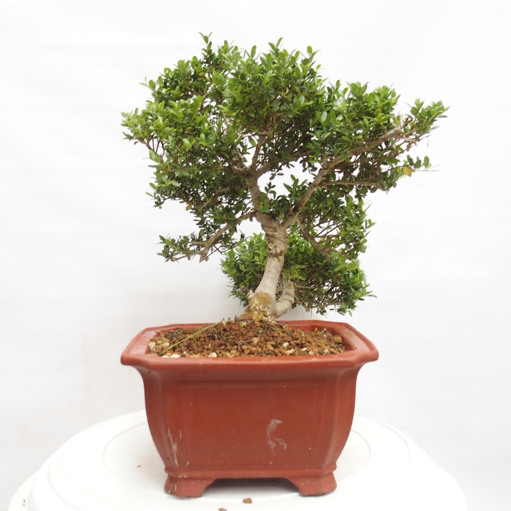 Zimmerbonsai - Ilex crenata - Holly