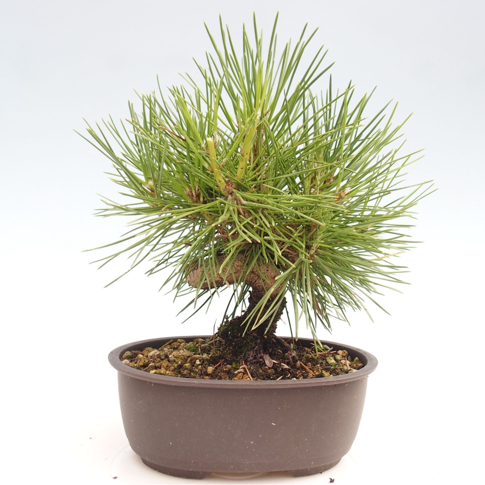 Bonsai im Freien - Pinus thunbergii - Thunbergia-Kiefer