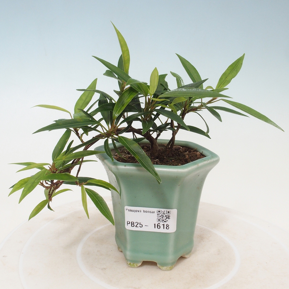 Zimmerbonsai - Ficus nerifolia - kleinblättriger Ficus