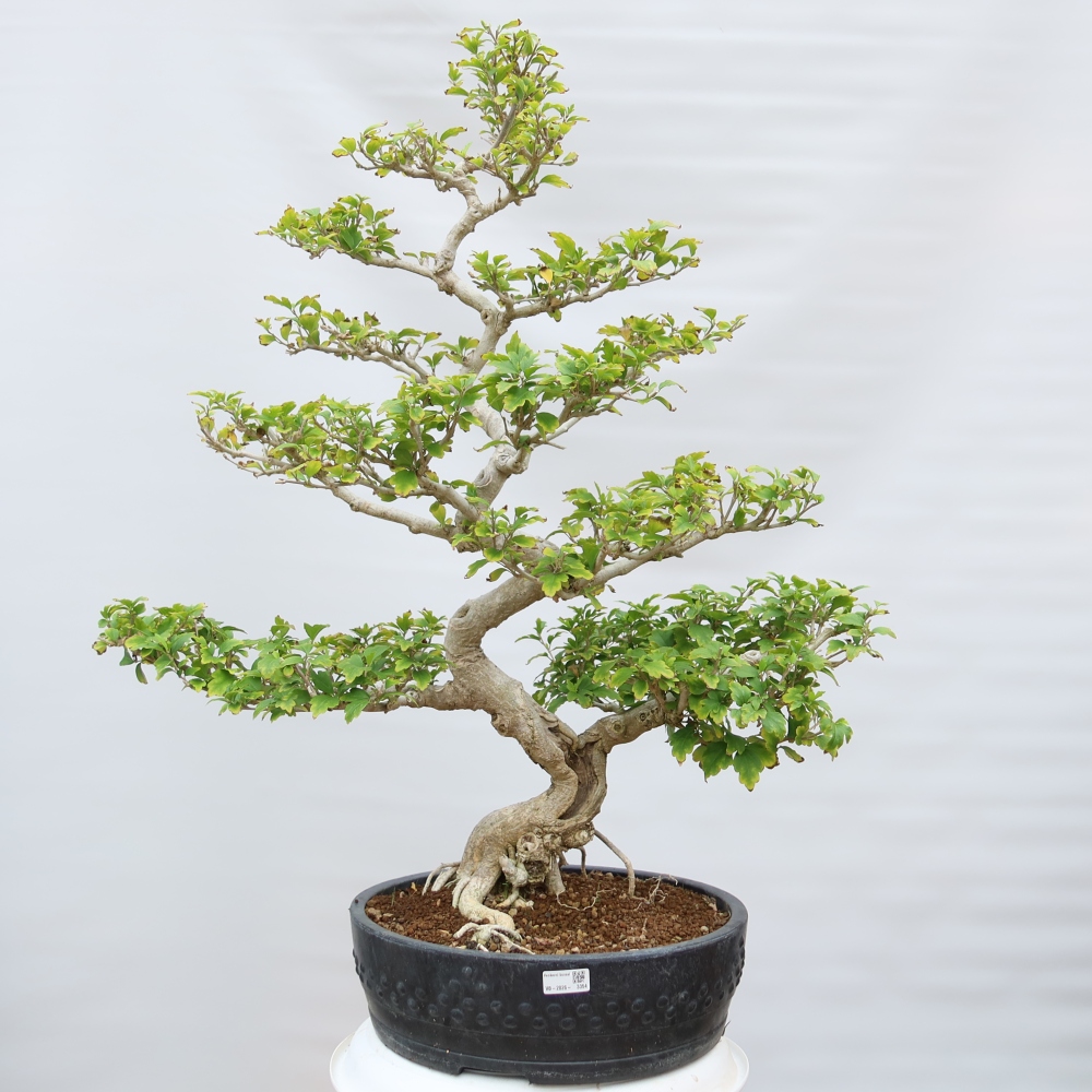 Bonsai für den Außenbereich – Hibiscus syriacus – Syrischer Hibiskus