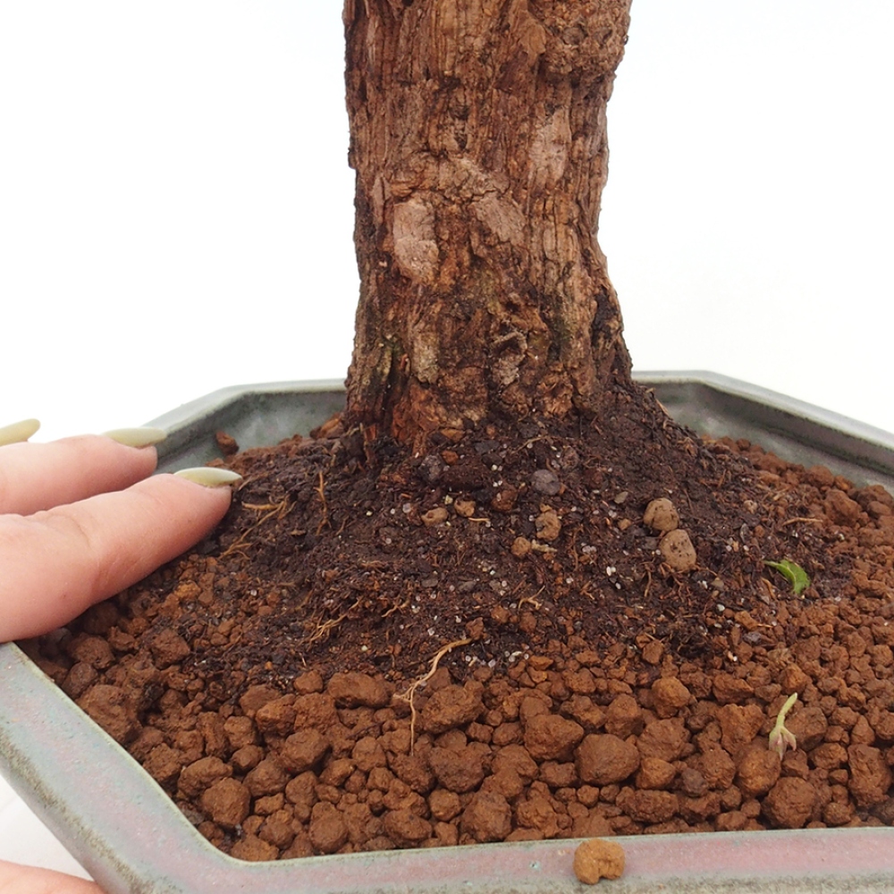 Indoor Bonsai - Bouganwilea