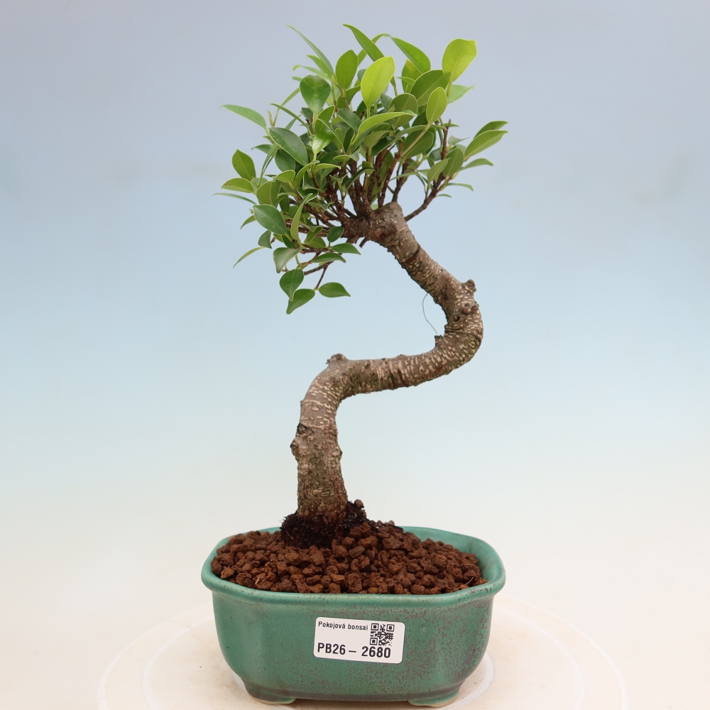 Zimmerbonsai - Ficus kimmen - Kleinblättriger Ficus