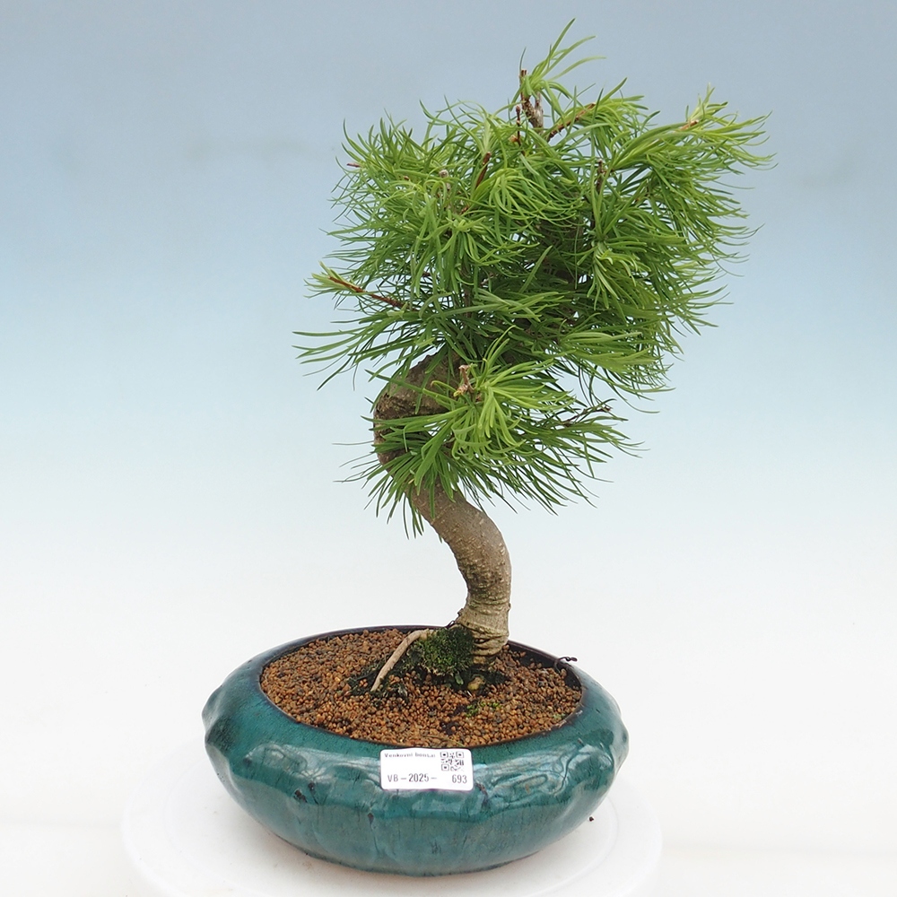Bonsai im Freien - Löwenzahn - Pseudolarix amabis