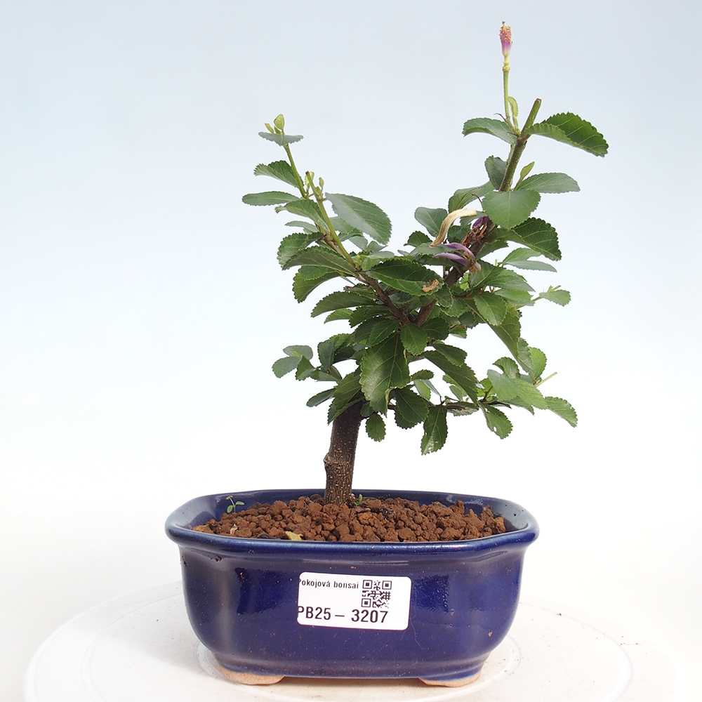 Zimmerbonsai - Grewia occidentalis - Lavendelstern