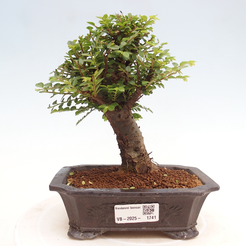Bonsai im Freien - Ulmus parvifolia Hokkaido - Chinesische Ulme