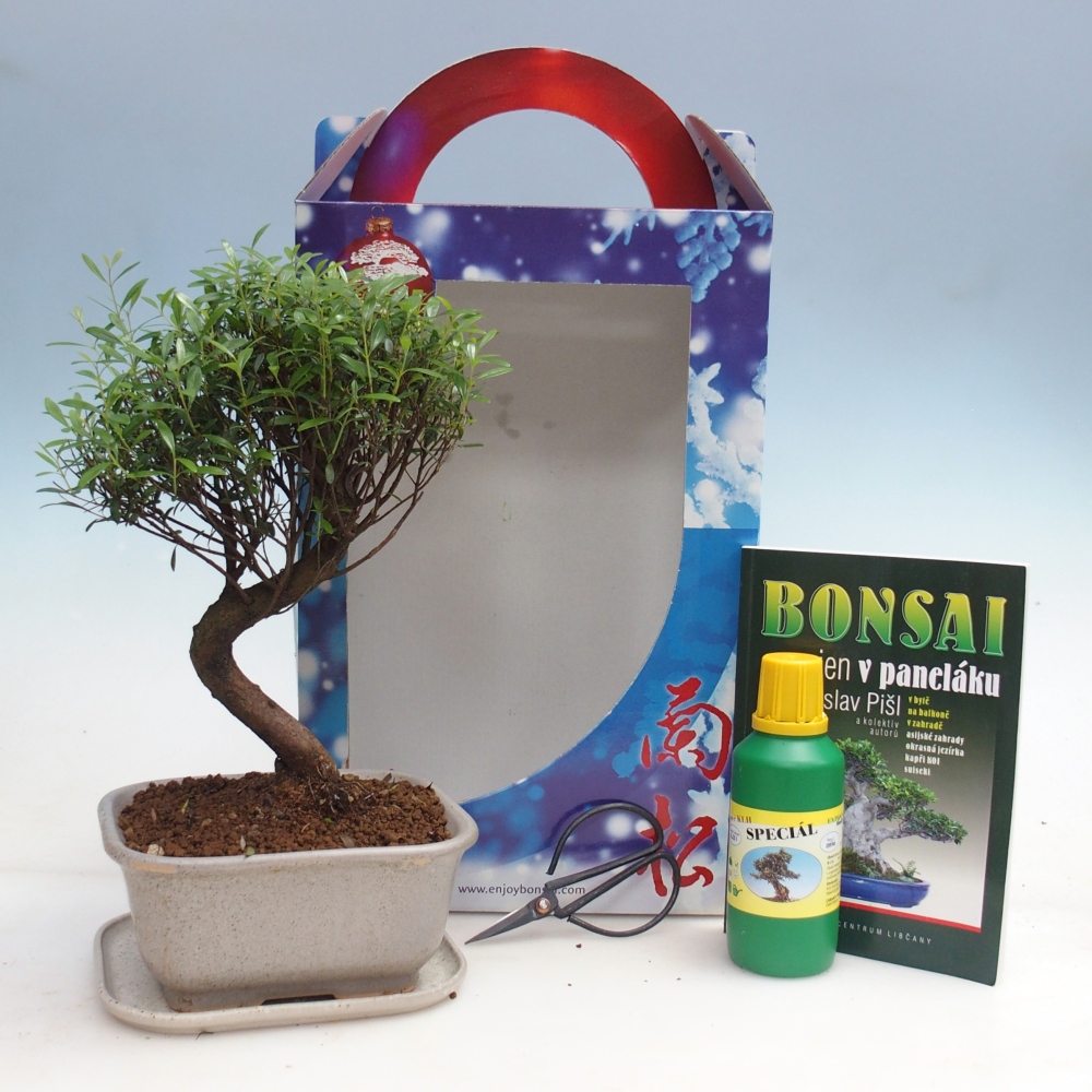 Zimmerbonsai im Geschenkkarton