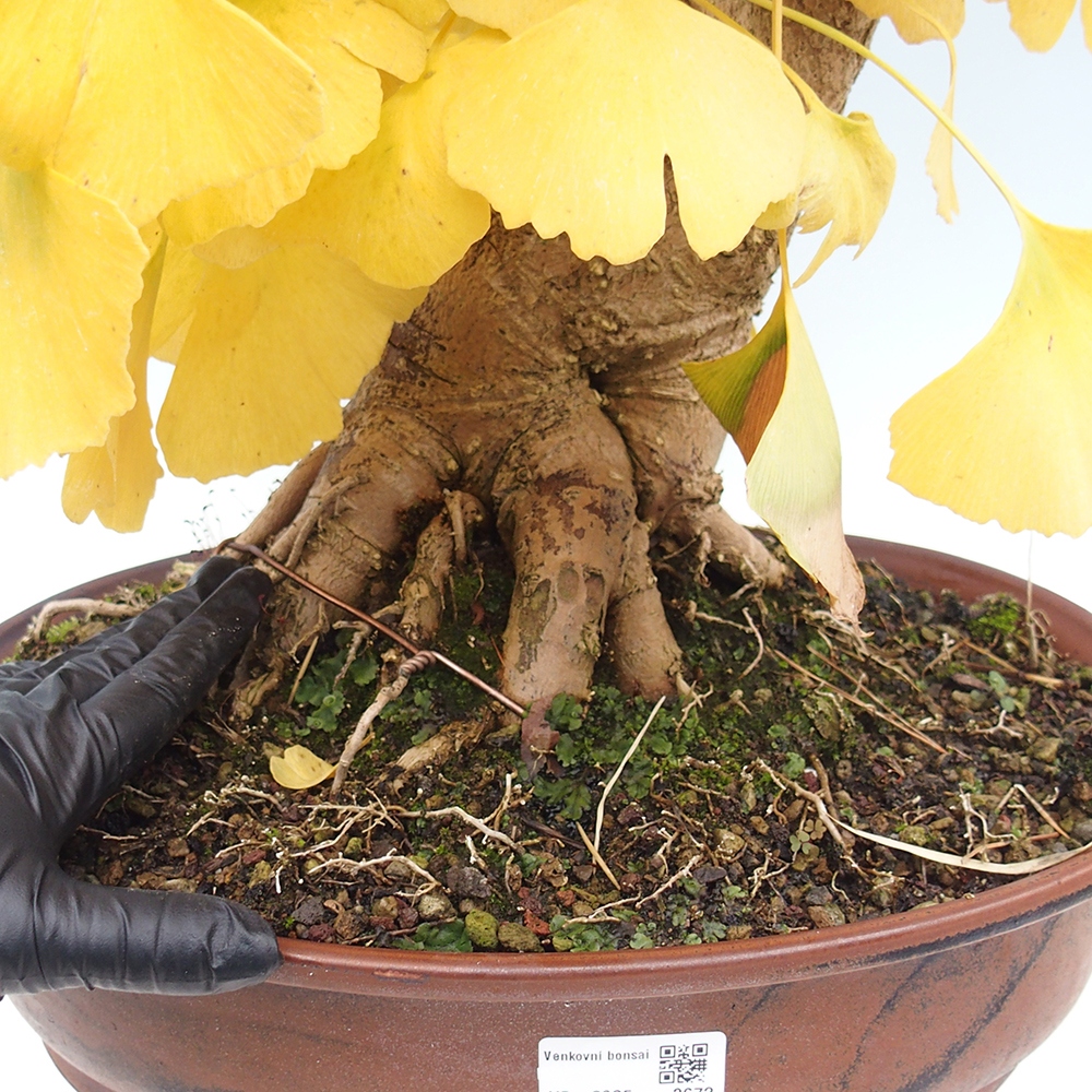 Bonsai im Freien - Jinan biloba - Ginkgo biloba
