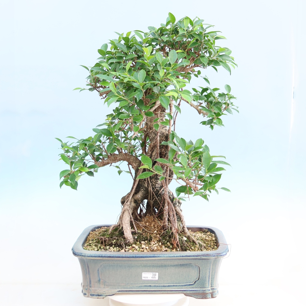 Zimmerbonsai - Ficus kimmen - Kleinblättriger Ficus