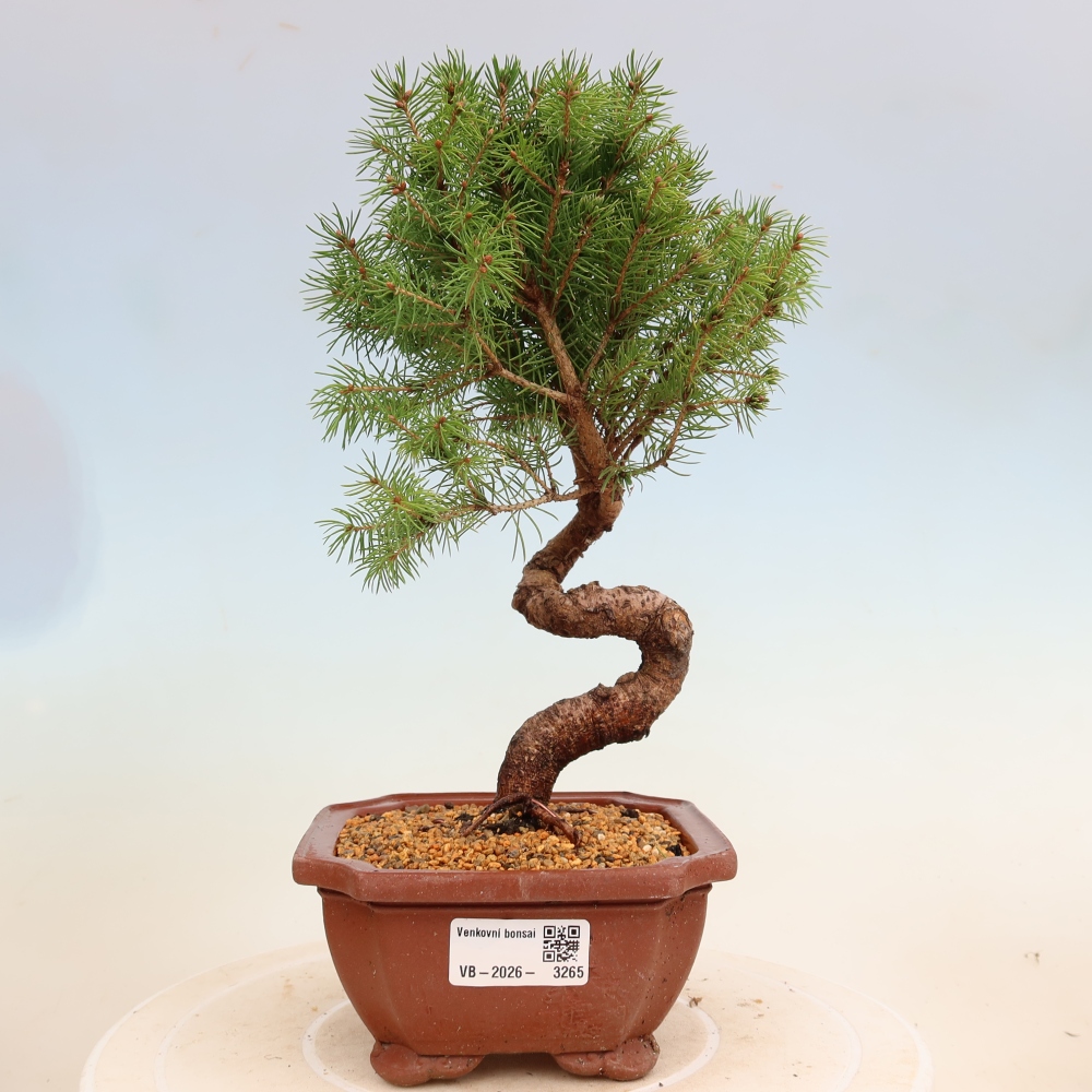 Bonsai für draußen - Fichte - Picea glauca globe