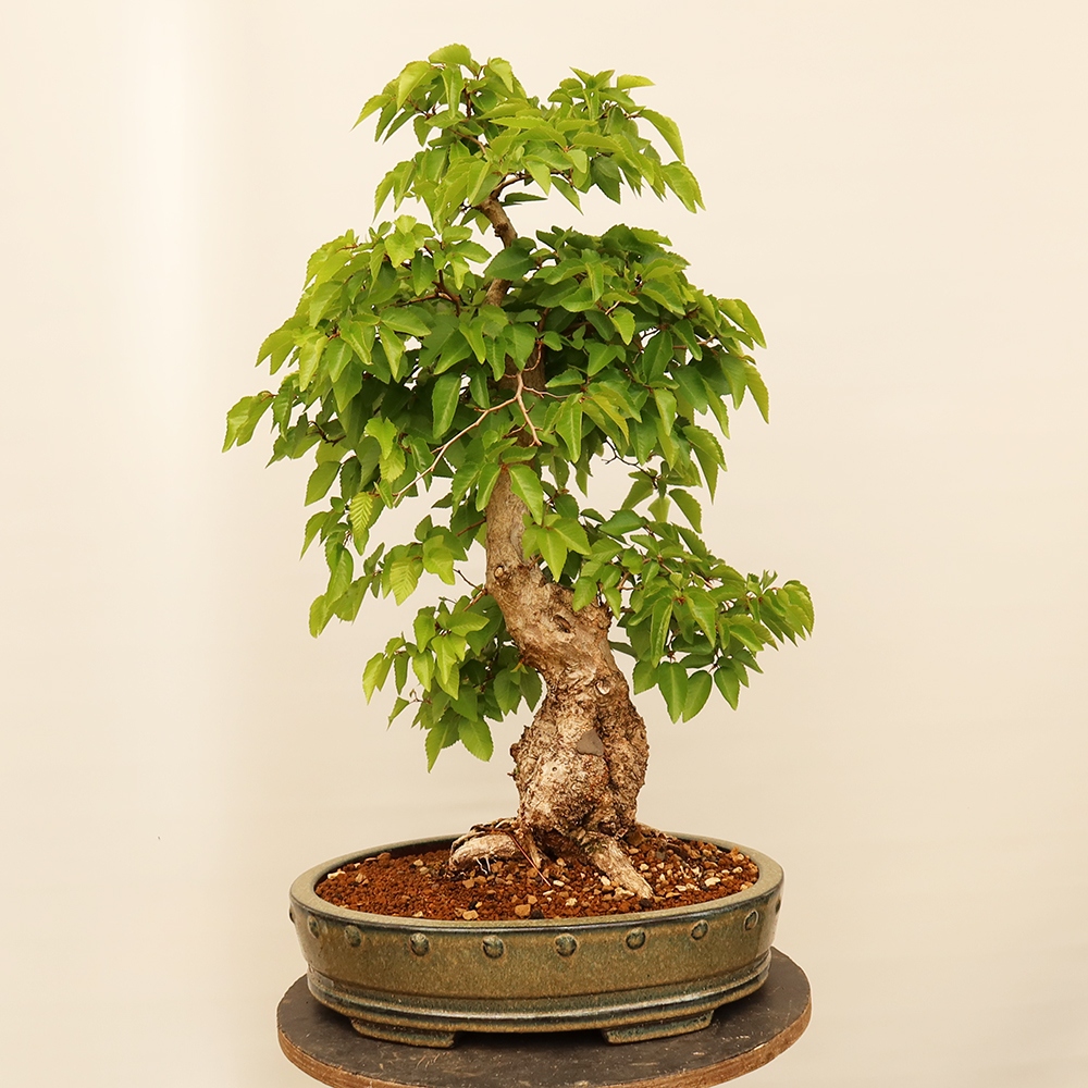 Bonsai im Freien - Carpinus Coreana - Koreanische Hainbuche