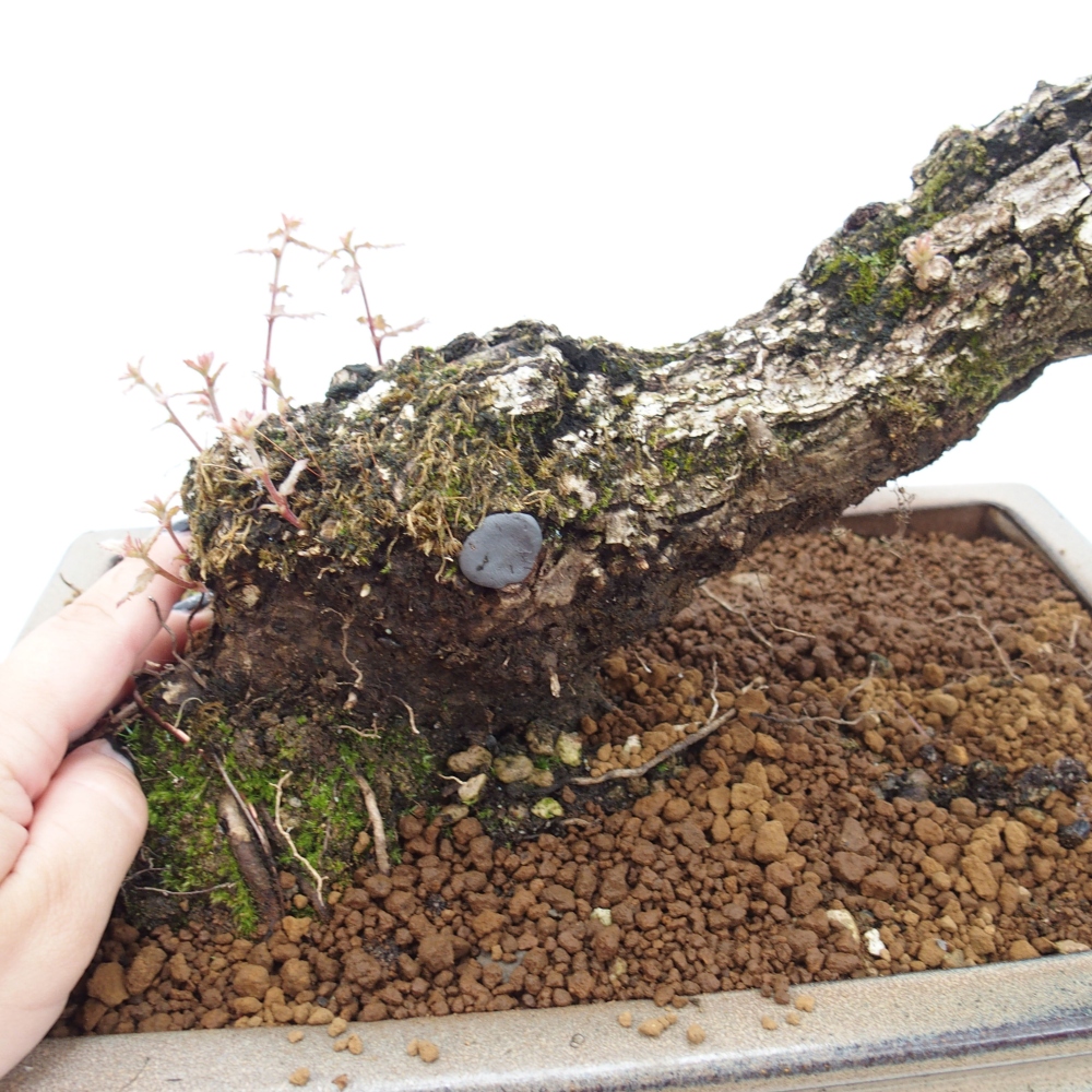 Yamadori - Quercus Ilex - Steineiche