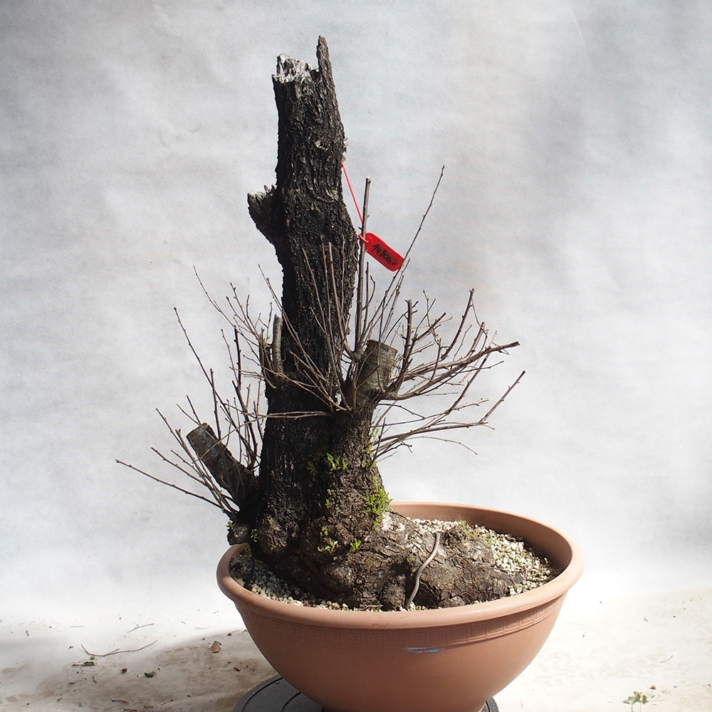 Outdoor Bonsai -Mahalebka - Prunus Mahaleb