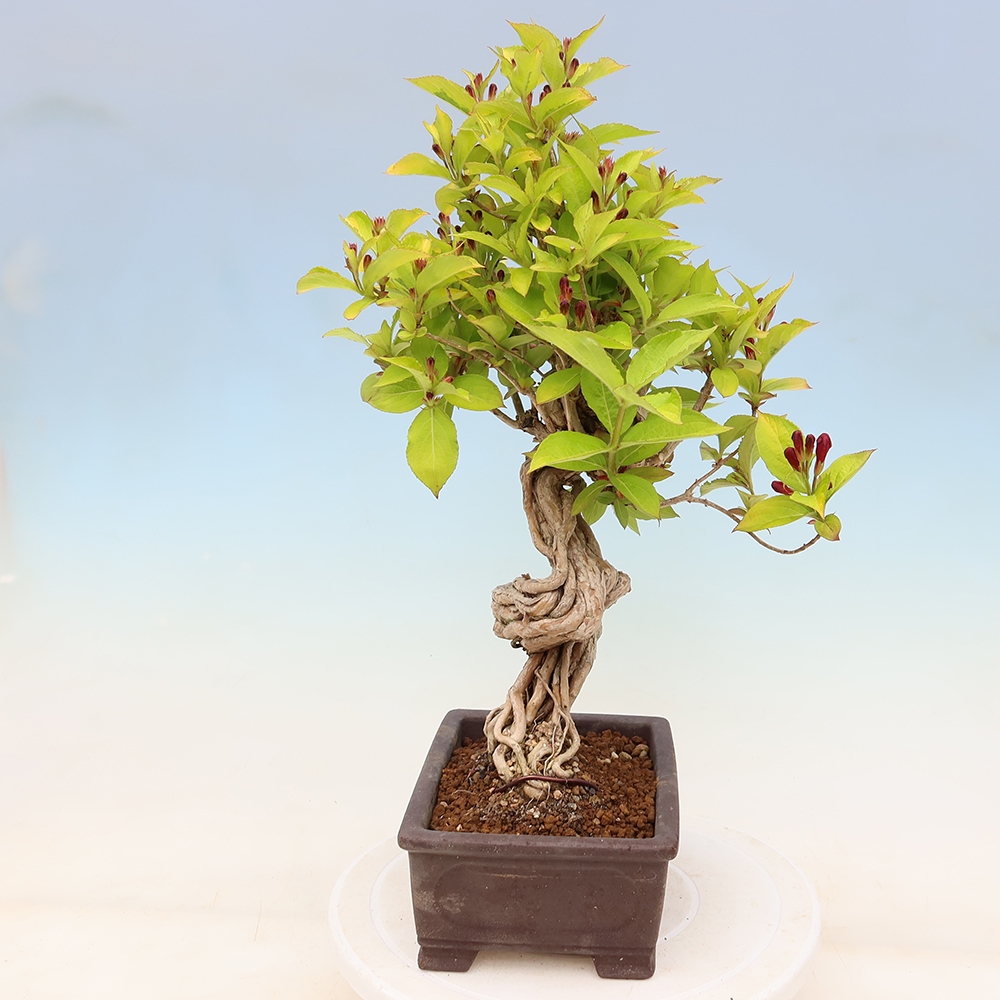 Freiland-Bonsai – Weigela subsessilis – Koreanische Weigela