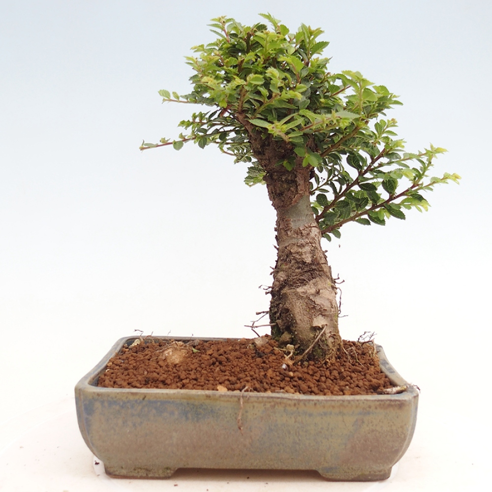 Bonsai im Freien - Ulmus parvifolia Hokkaido - Chinesische Ulme