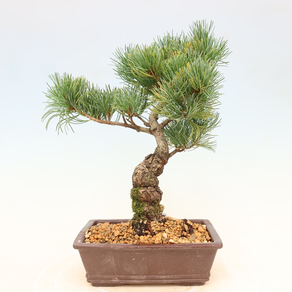 Bonsai für draußen - Pinus parviflora - Pinus parviflora