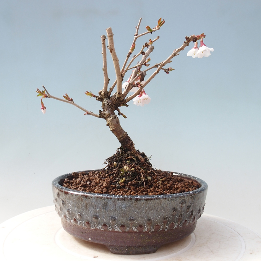 Bonsai im Freien - Prunus incisa Kojou-no mai-Pflaume geschnitten