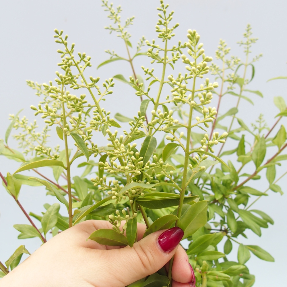 Freilandbonsai - Ligustrum  - Vogelperspektive