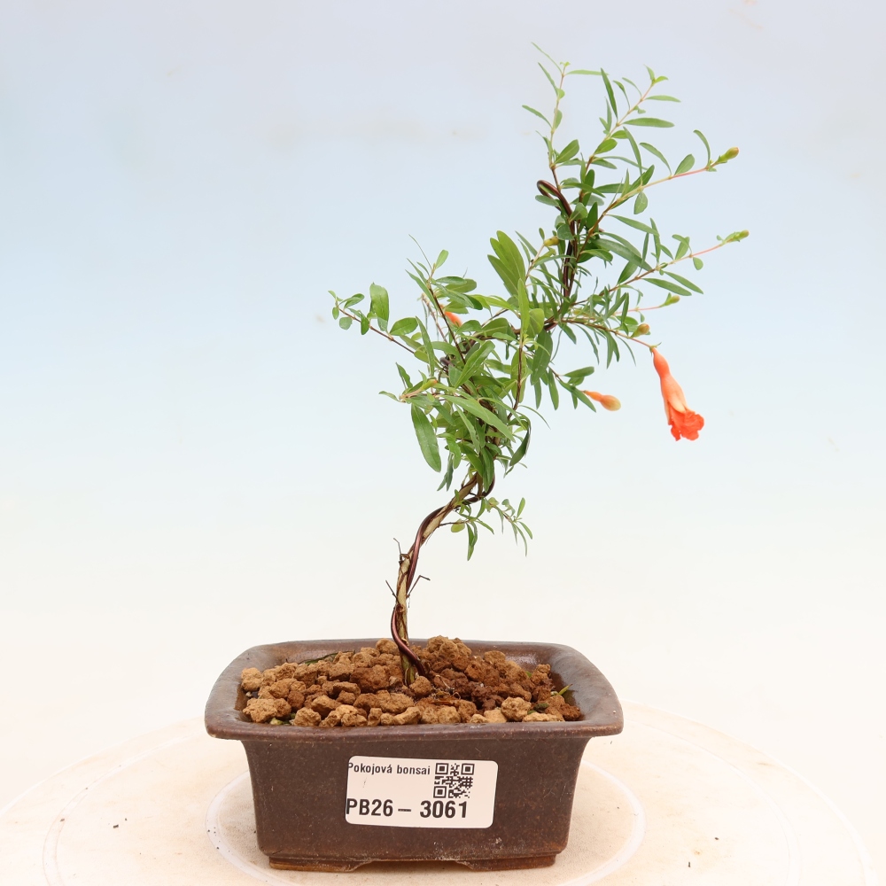 Zimmer-Bonsai-PUNICA granatum nana-Apfel-Granatapfel