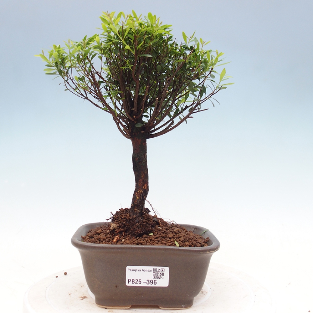Zimmer Bonsai - Syzygium - Pimentovník
