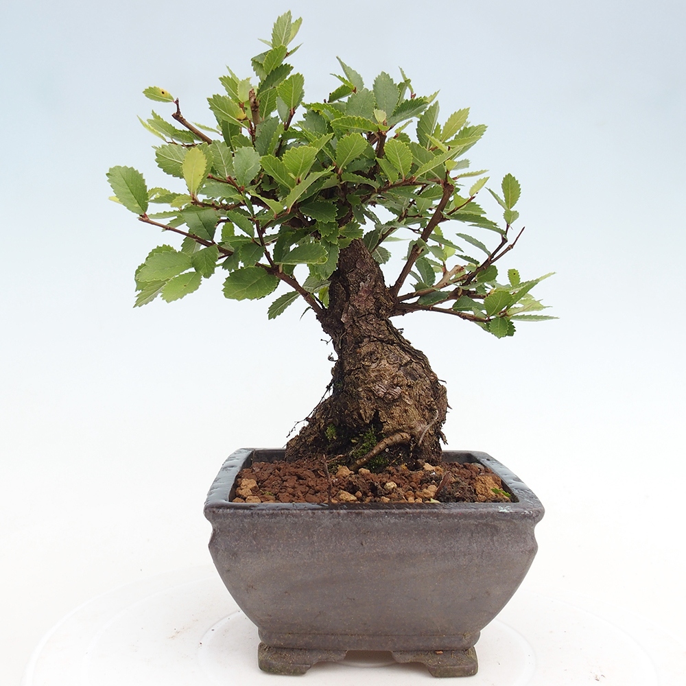 Bonsai für draußen - Zelkova - Zelkova NIRE