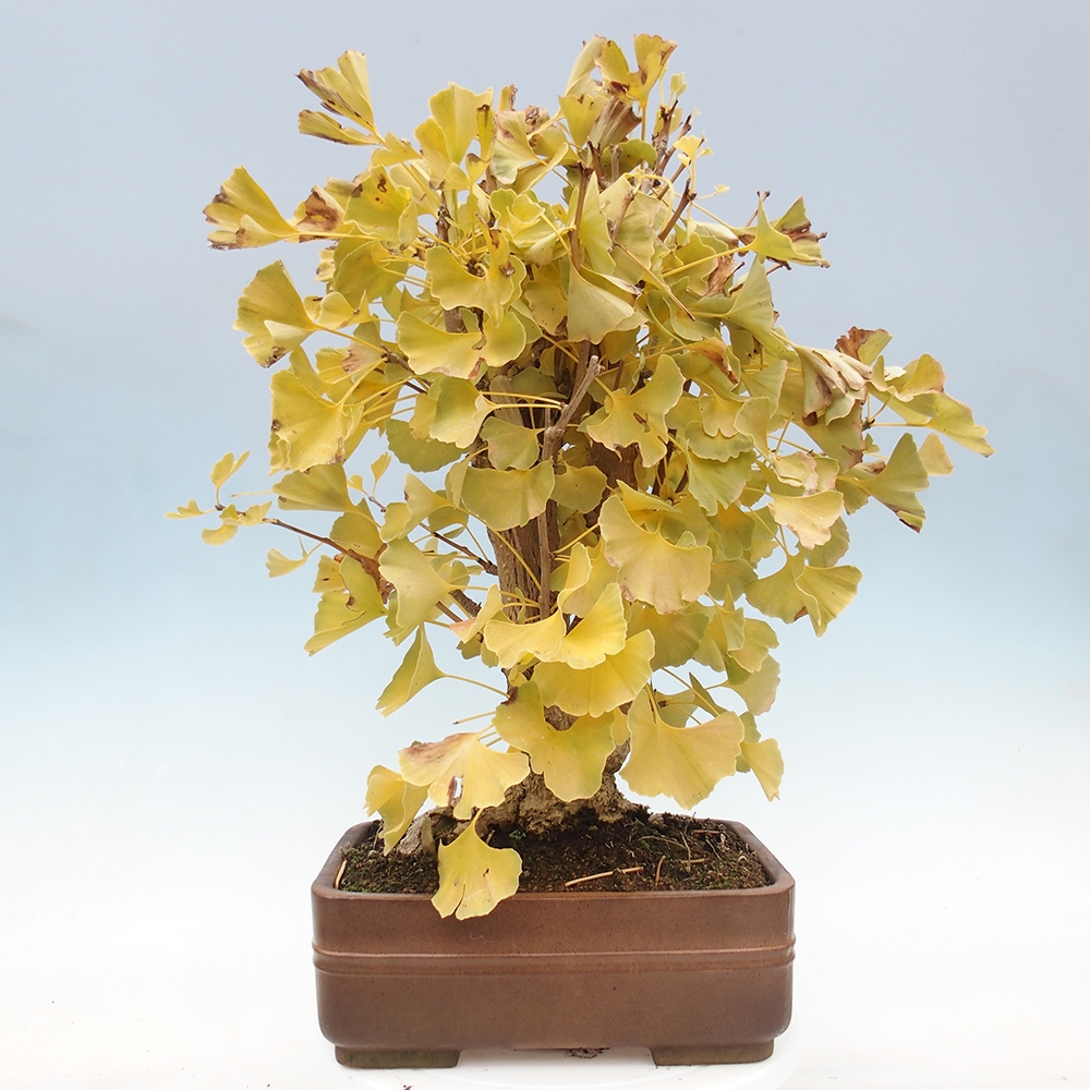 Bonsai im Freien - Ginkgo biloba